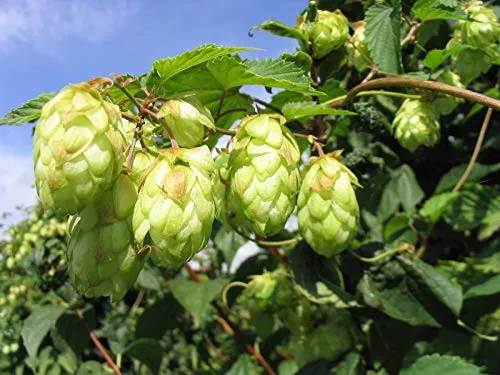 PERAGASHOP 1 PIANTA di HUMULUS LUPULUS O Luppolo da Birra