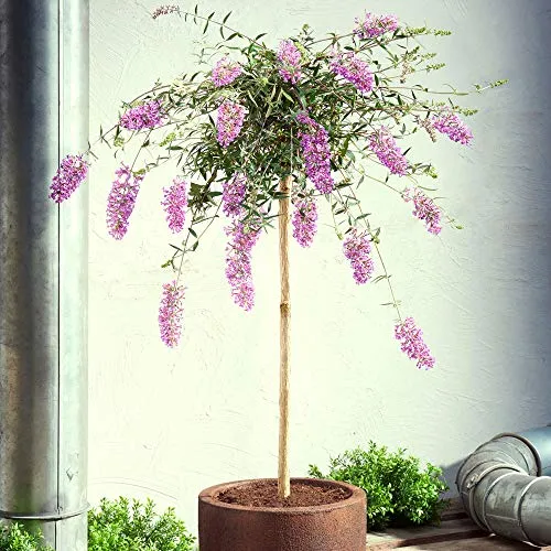 Buddleja davidii "Lavender Flow" | Cespuglio di farfalle viola resistente | Arbusto ornamentale fiorente | Altezza 50 cm | Vaso Ø 19 cm