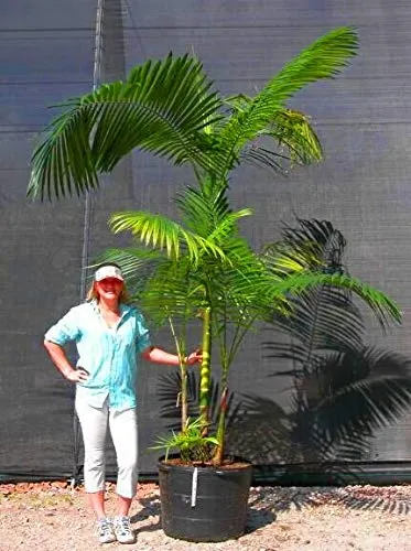 Pinkdose La vendita calda 10pcs piante Palma Garden Ornament Perenial Trachycarpus Fortunei BonsaÃ¯Pianta Best Outdoor Evergreen