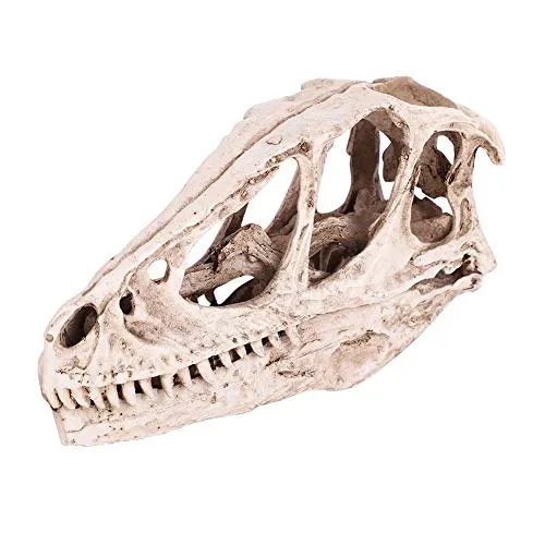 Niunion - Modello di teschio con dinosauro, in resina altamente emulata, modello di teschio di dinosauro simulato animale Decor artigianato insegnamento prop cranio animale dinosauro cranio in resina