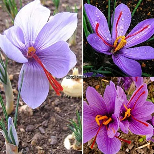 ASTONISH I semi della confezione: 100Pcs: Semi di giardino domestiche di zafferano Bulbi Crocus Sativus semi di fiore Ehe8