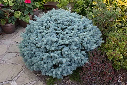 Abete blu pino argentato "Picea pungens glauca globosa" pianta in vaso ø10 cm Vivaio di Castelletto