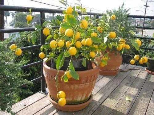 GETSO 30PCS Limone in Vaso Bonsai commestibili Frutta Bonsai Nano Lemon Tree Indoor Plant per Le Piante di Giardino domestiche