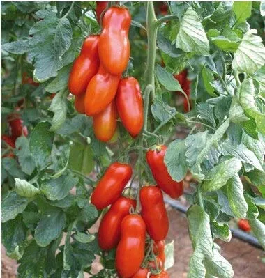 100pcs di Alta qualità di Pomodoro Fresco Semillas Sementes Bonsai Verdura Frutta pianta (1-25): 1