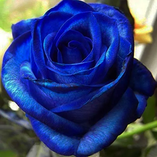 ZHOUBA - Semi di rosa blu per piante da giardinaggio, 20 pezzi rari semi di rosa blu fioriscono fiori di mezzanotte piante da giardino bonsai decorazione per la casa