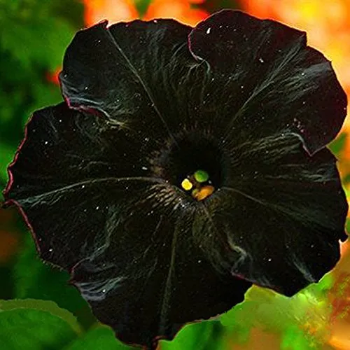 EgBert 100 Pz Nero Petunia Semi Raro Bonsai Fiore Semi Annuale Bonsai Petunia