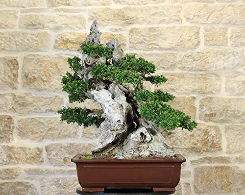 Bonsai di Olivastro (162)