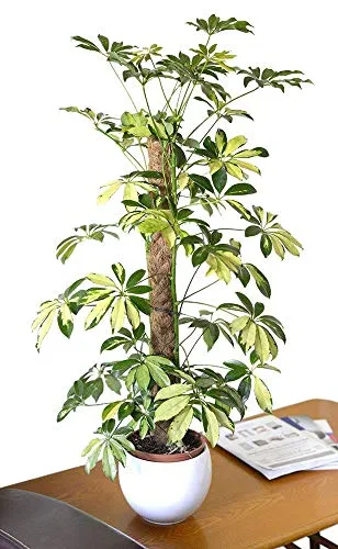 Olive Grove - Pianta da interni, per casa o ufficio, pianta di Schefflera Trinette Arborea Variegata, 120 cm