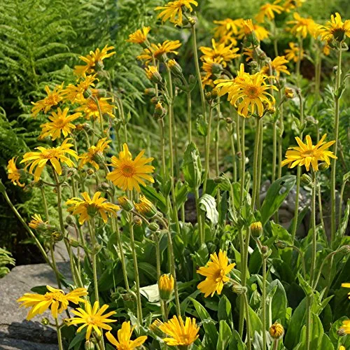 European Arnica Seeds (Arnica montana) 40+ Medicinal Herb Seeds in FROZEN SEED CAPSULES for the Gardener & Rare Seeds Collector - Plant Seeds Now or Save Seeds for Many Years