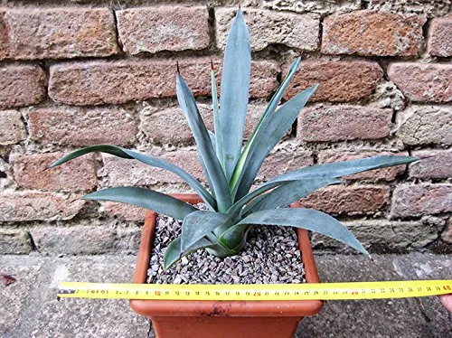 Agave polyacantha 30 cm, cactus, pianta grassa winter hard, resistente fino a 0° C