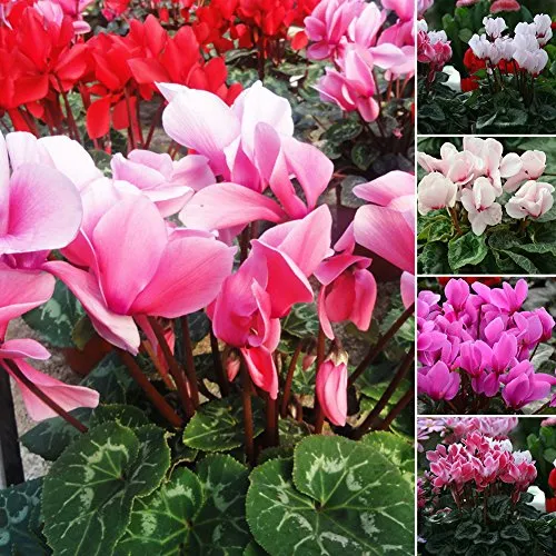 Oce180anYLV 50Pcs colore misto fiore cyclamen Semi Bonsai perenne casa giardino decorazione-semi di ciclamino