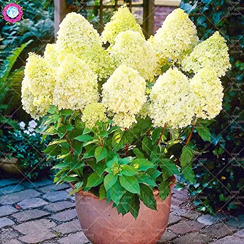 20pcs Hydrangea paniculata fragola bianca semi di fiori di ortensia seme bonsai perenne pianta in vaso per il giardino di casa