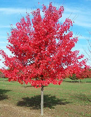 Acero Rosso "Acer rubrum" Acero Scarlatto in vaso h. 50/80 cm Vivaio di Castelletto
