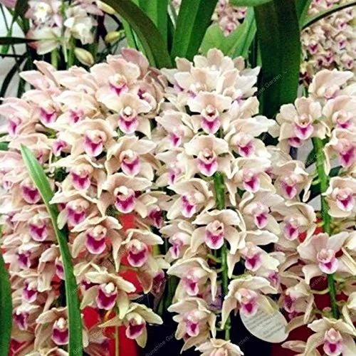 GETSO 2 pc/Sacchetto Cymbidium Bulbi Fragrante Orchid Bonsai Colore dell'arcobaleno Fiori Cymbidium Orchidea Piante Orchidea Fiori in Vaso Vivo: 4