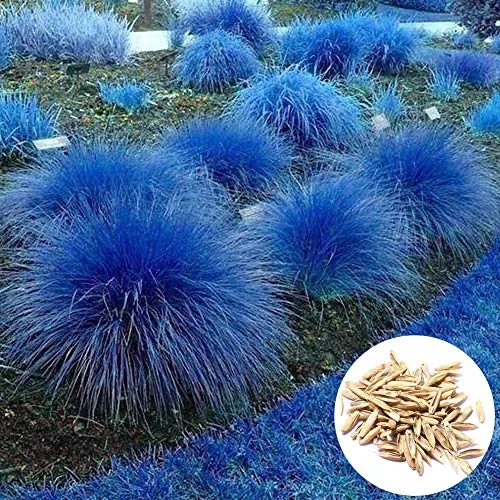 Sytaun 1000Pcs Semi di Citronella Blu Cymbopogon Flexuosus Pianta da Giardino Balcone Decor Facile da Piantare, Pianta Ornamentale Semi di Citronella