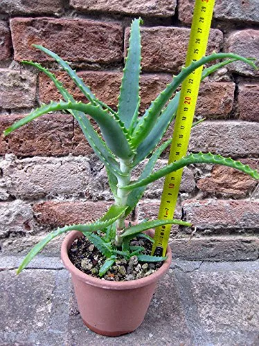 Aloe arborescens caespitosa 30 cm, cactus, pianta grassa