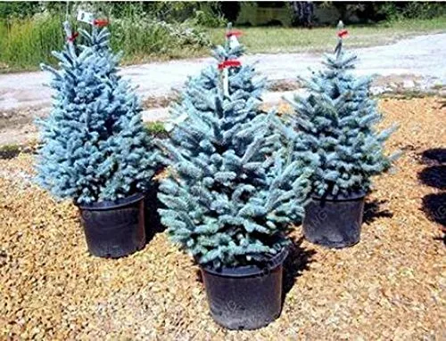 50pcs / bag rari semi Blue Spruce Climbing sempreverde abete blu in vaso della pianta dei bonsai di pino Albero di Natale a Garden Decor