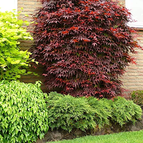 Acer Palmatum"Atropurpureum" | Acero giapponese | Arbusto ornamentale | Altezza 30-40cm | Vaso Ø 15cm