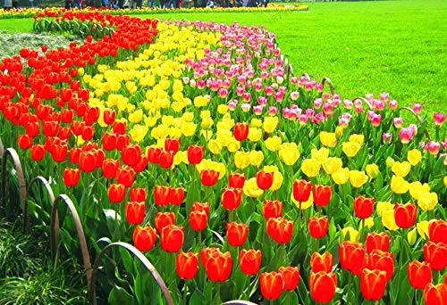 Pinkdose bulbi di tulipano Vero, la varietà bulbi freschi tulipani, bulbi di fiori di alta qualità Bulbous casa Root giardino di piante - 106pcs: 3