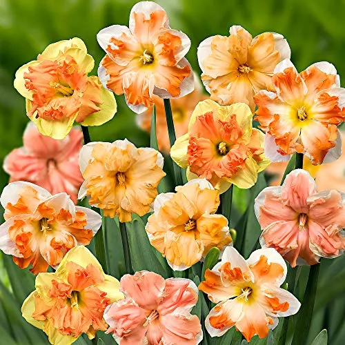 15x Narcissus"Flower Power" | Narciso Bulbi | Fiori rosa-arancio-giallo | Bulbi a fioritura precoce | Piante a fioritura perenne | Ø 12-14cm