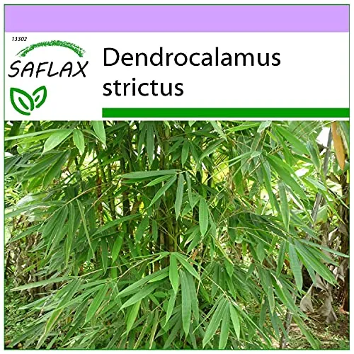 SAFLAX - Bambù di Calcutta - 50 semi - Dendrocalamus strictus