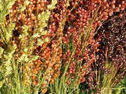 60s saggina Semi Arcobaleno Mix ~ Bella sorgo piante ornamentali Broom