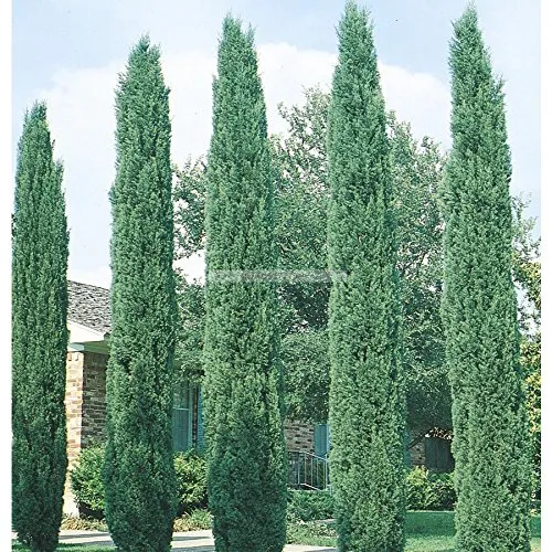 alberi 30pcs Cypress Platycladus orientalis semi arborvitae orientali di conifere semi semi bonsai per il giardino di casa fai da te