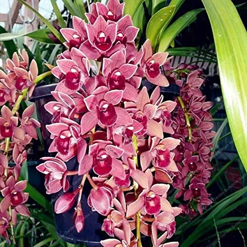 2 pc/Sacchetto Cymbidium Bulbi Fragrante Orchid Bonsai Colore dell'arcobaleno Fiori Cymbidium Orchidea Piante Orchidea Fiori in Vaso A: 3