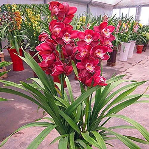 1 Borsa Semi Di Cymbidium Alto Tasso Di Sopravvivenza In Crescita Veloce Piccolo Giardino Bonsai Semi Di Fiori Di Orchidea Per Piante Domestiche Semi Di Giardino Rose Red Semi di Cymbidium