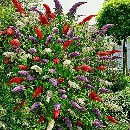 Buddleja davidii Tricolor | Cespuglio di farfalla | Resistente allinverno | Altezza 25-30 cm | vaso-Ø 19 cm