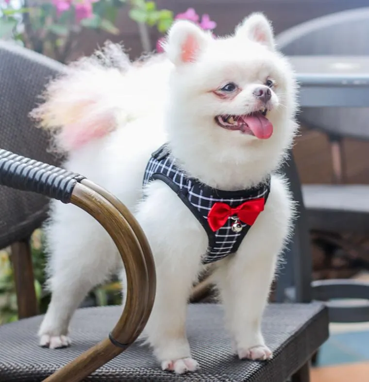 Teddy Hiromi Bichon corda di trazione per cani imbracatura pettorale guinzaglio per cani in stile guinzaglio per cani cuccioli di cane di piccola tag