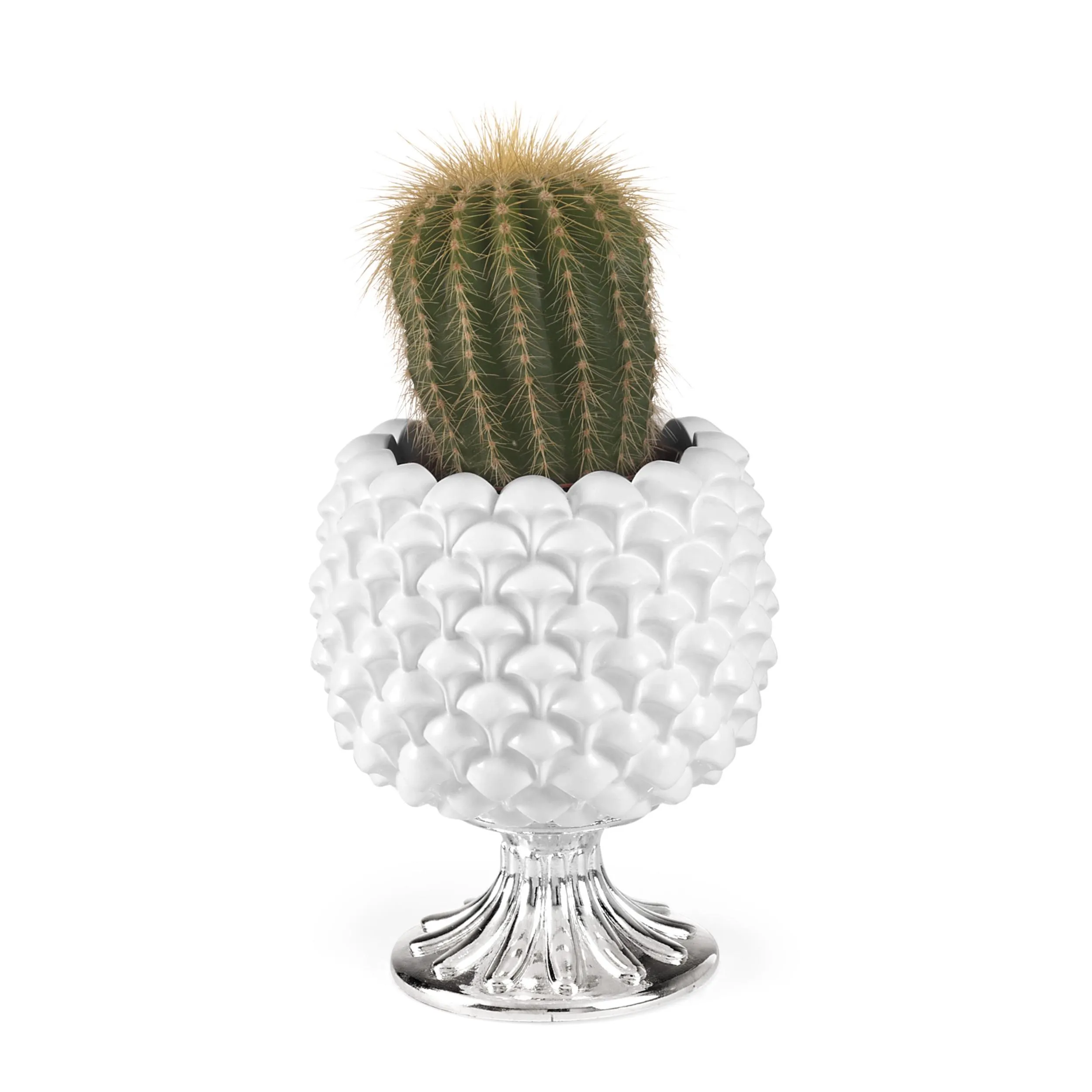 Vaso con pianta base Argento, Pigne bianca diametro 8xh10,5 cm in scatola regalo, regalo
